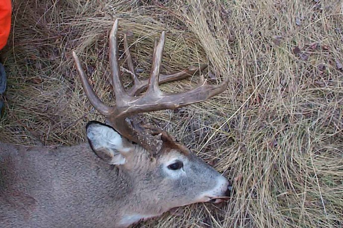 Archives of whitetail deer Photo