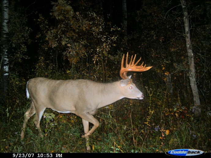 Trophy Whitetails recent years Photo