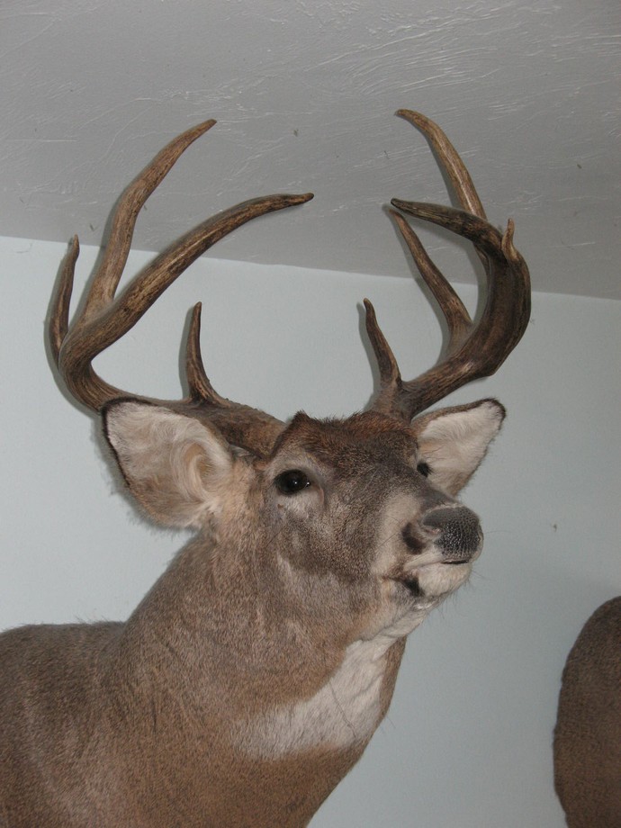 Trophy Whitetails recent years Photo