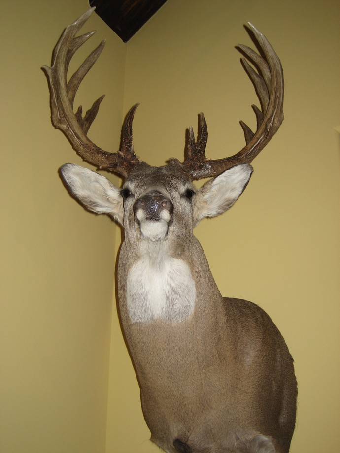 Trophy Whitetails recent years Photo