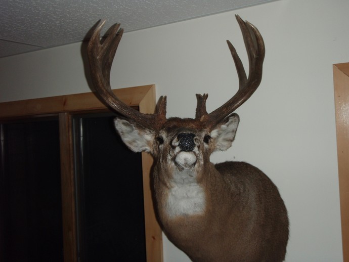 Trophy Whitetails recent years Photo