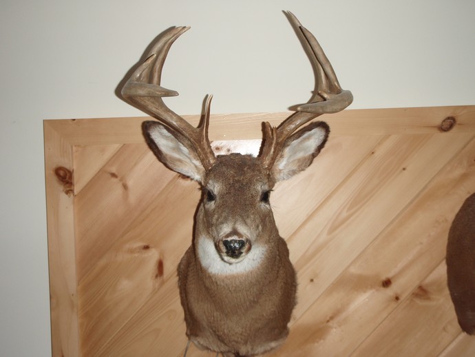 Trophy Whitetails recent years Photo