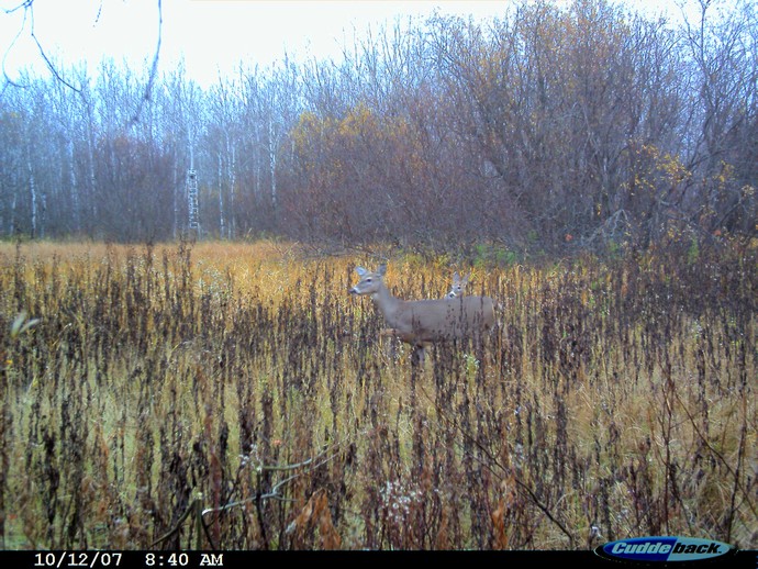 Trail Cam Photo