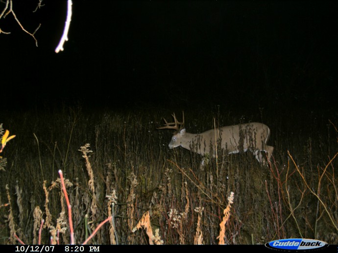 Trail Cam Photo