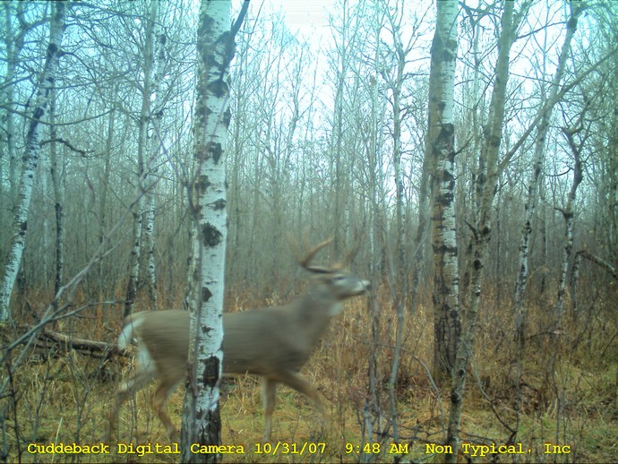 Trail Cam Photo