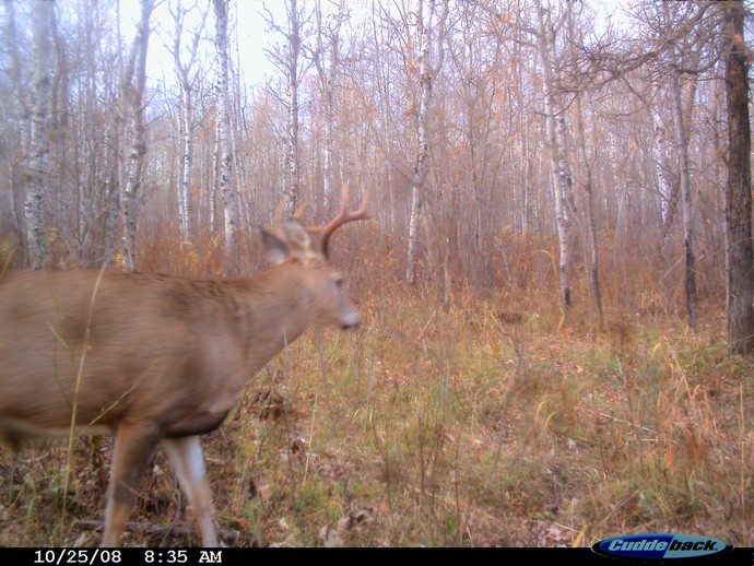 Trail Cam Photo