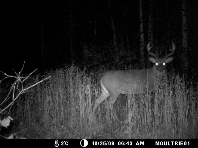 Trail Cam Photo