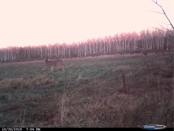 Trail Cam Photo