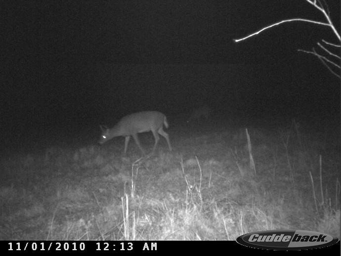 Trail Cam Photo