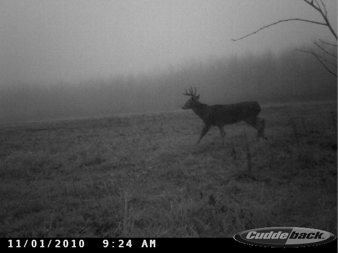 Trail Cam Photo