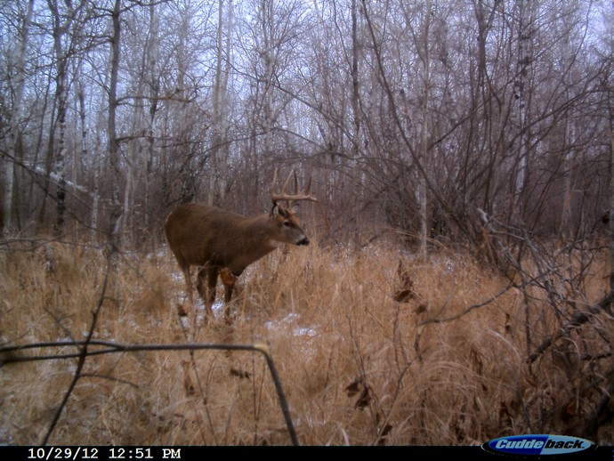 Trail Cam Photo